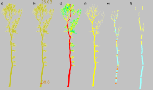 workflow of tree segmentation and parameter estimation